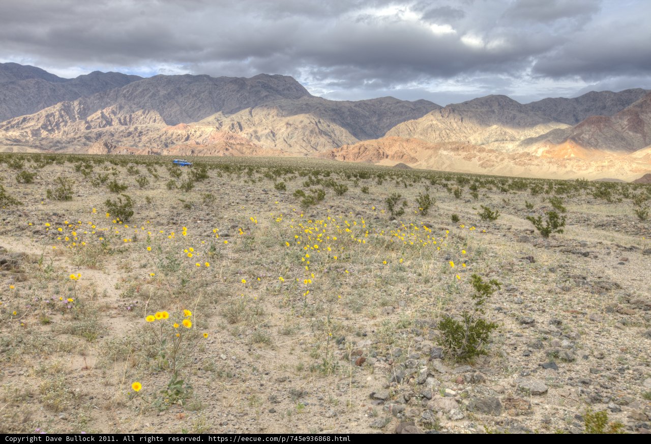 Burst of Sunshine in the Desert