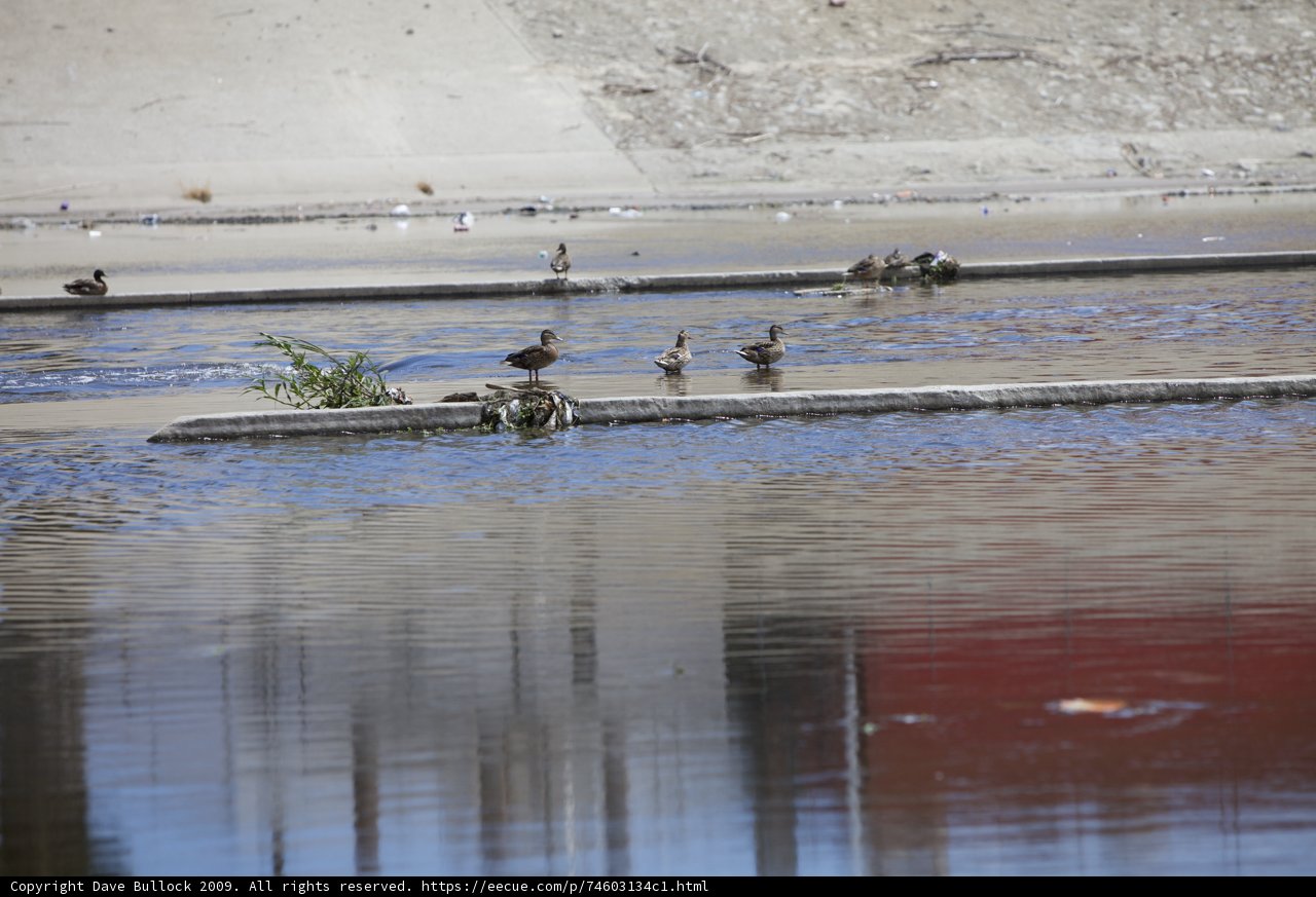 The Feathered Posse