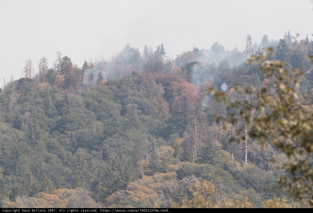 Forest Fire