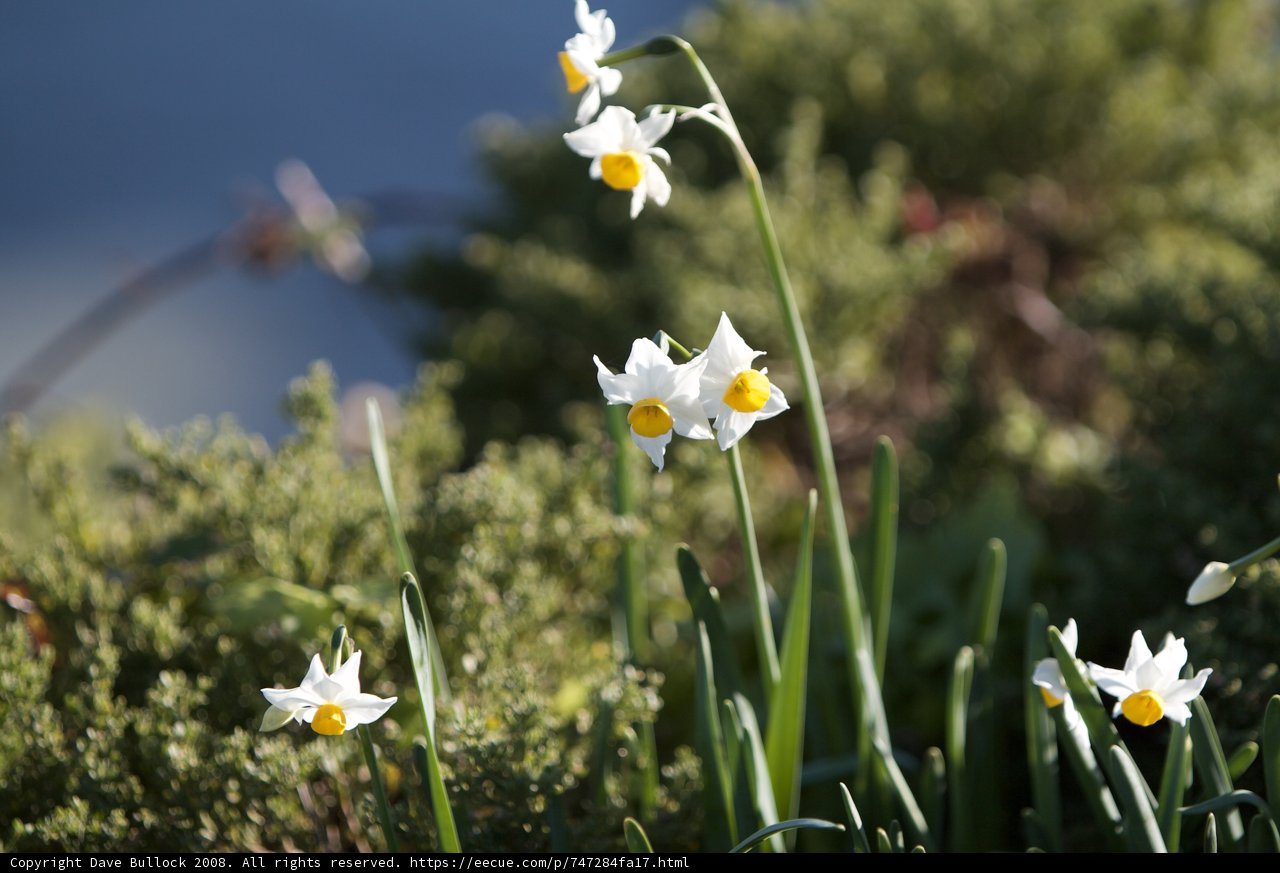 Blooming Daffodils under a Clear Blue Sky