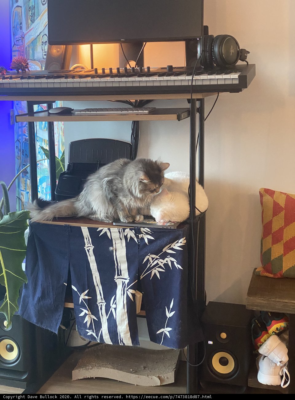 Feline DJ