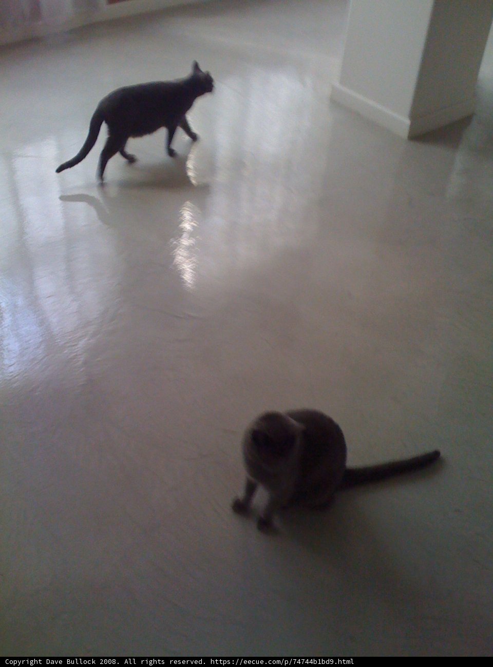 Two Feline Friends Strutting on Hardwood Floor