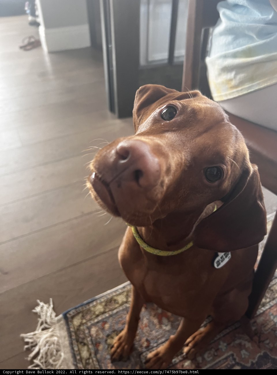 A Dachshund and Vizsla Daily Routine