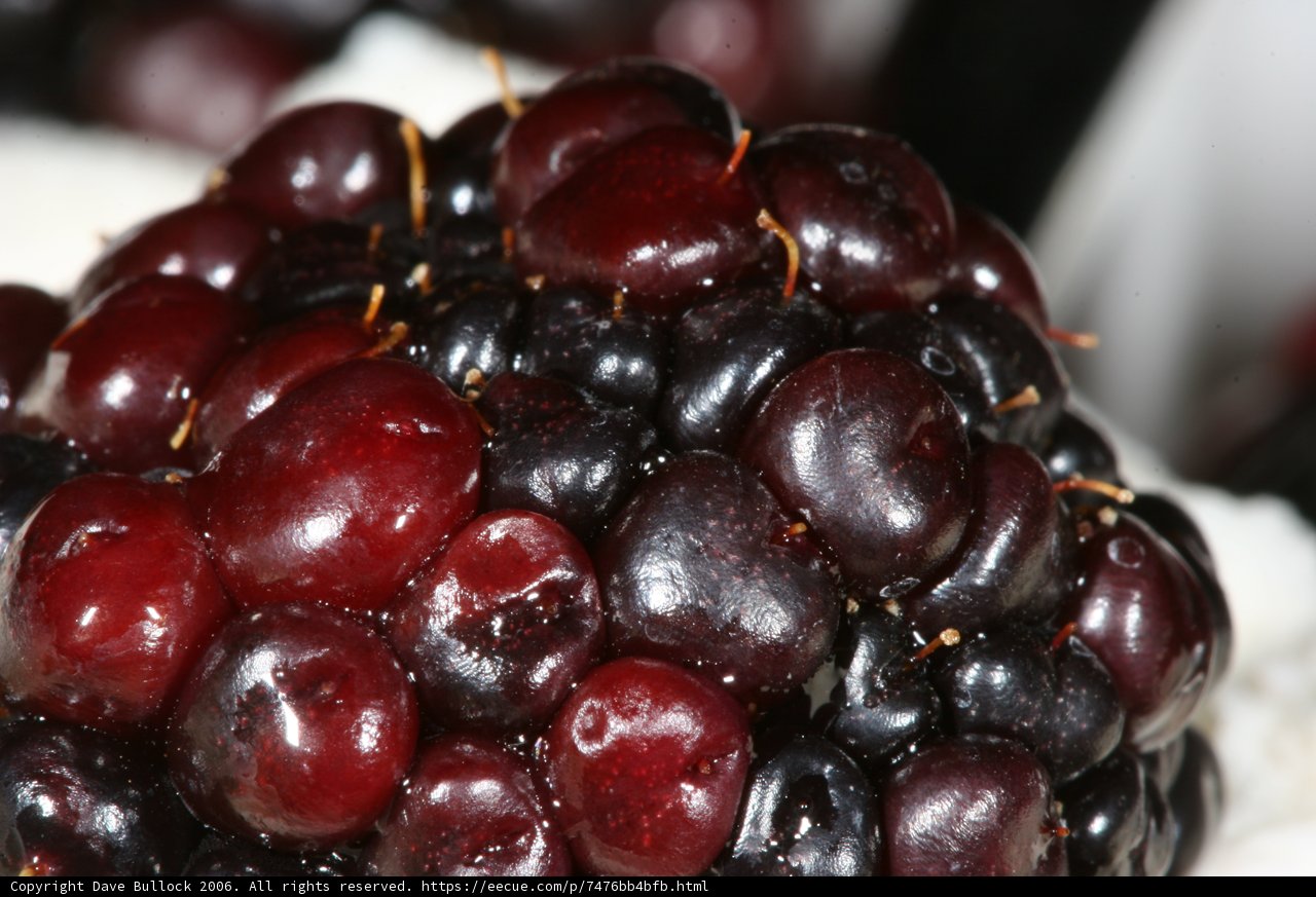 A Juicy Blackberry