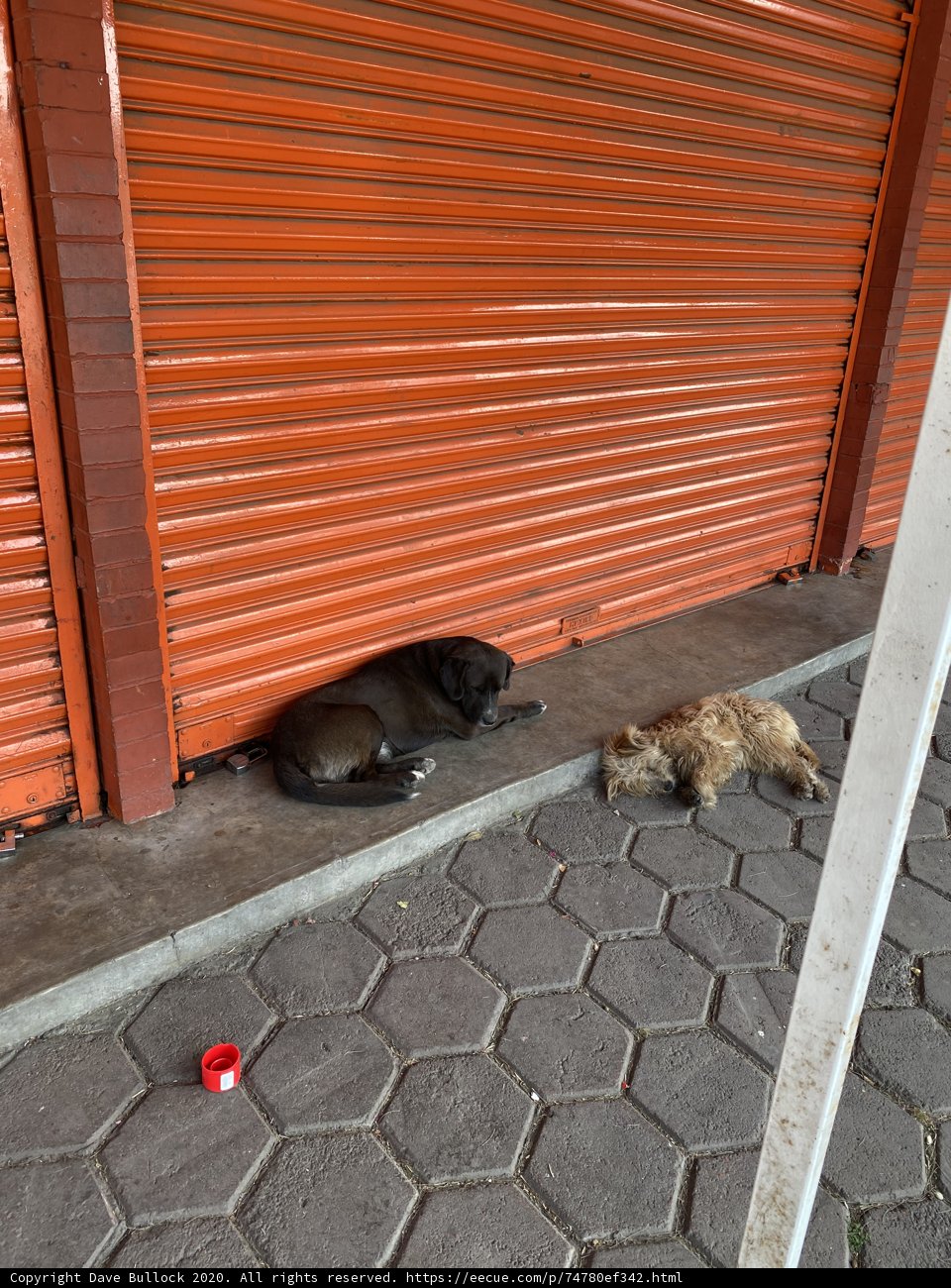 Furry Friends enjoying the Walkway