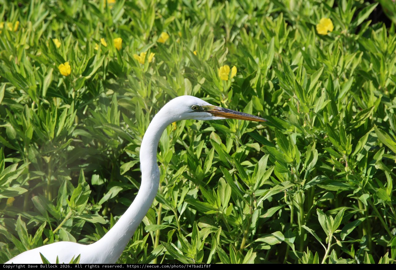 Great Egret Portrait in Vibrant Wetland Vegetation