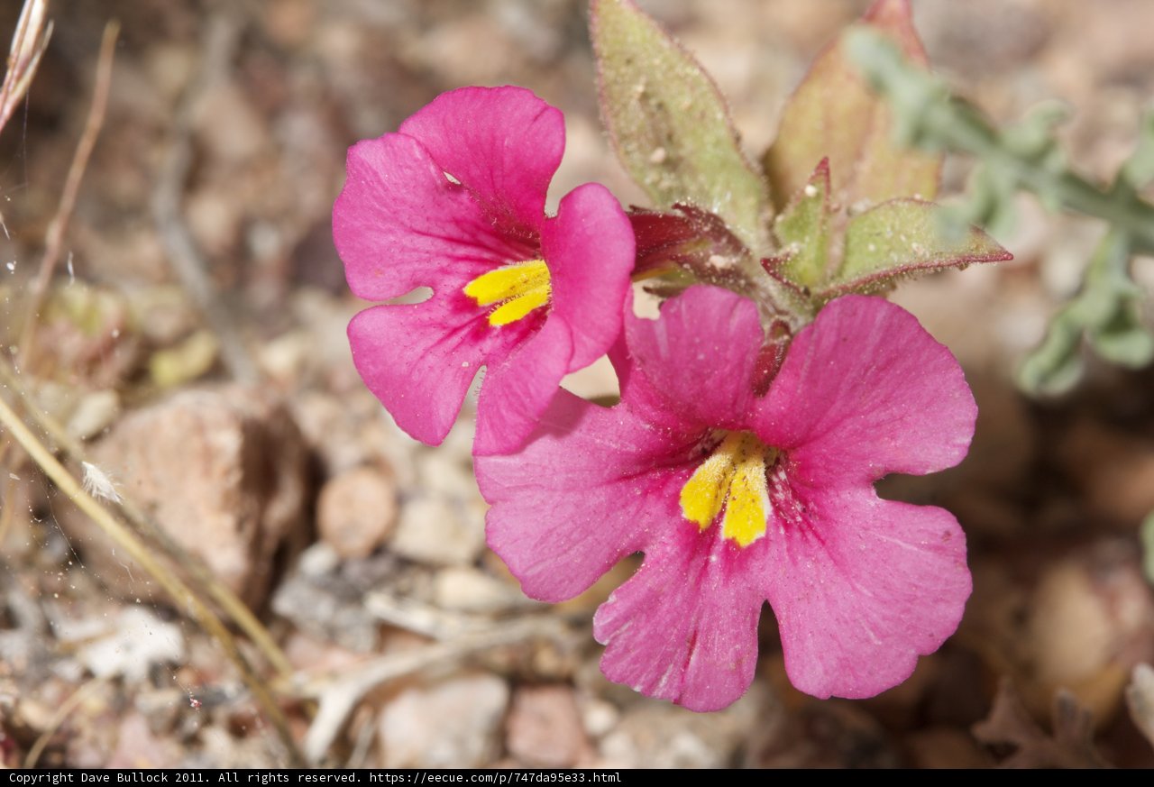 Geranium Flowers in the Arid Landscape