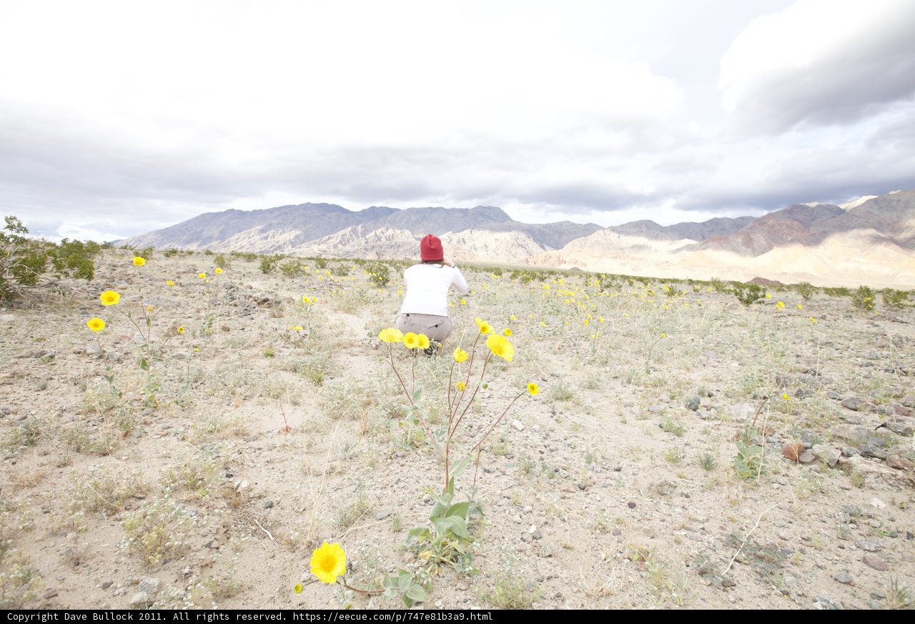A Walk Through the Yellow Fields