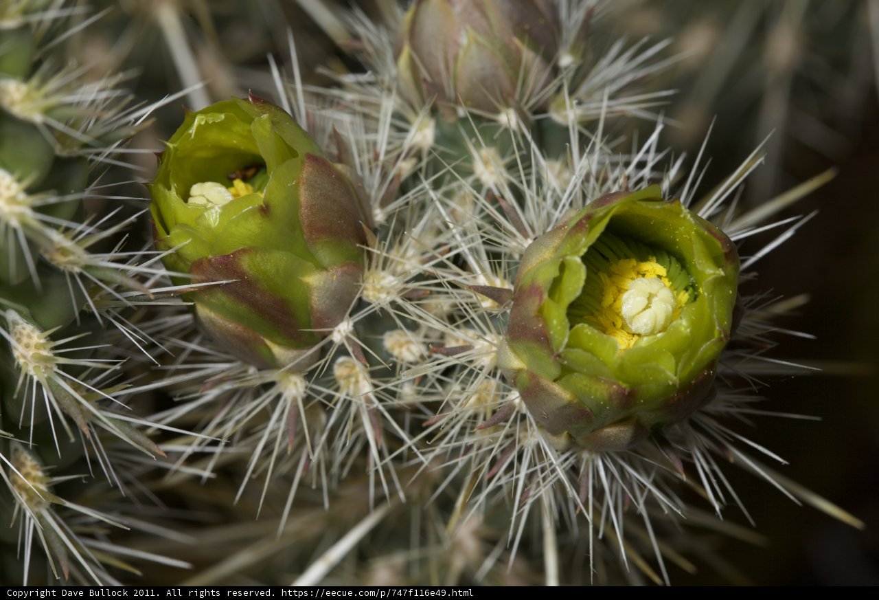 The Blossoming Cactus