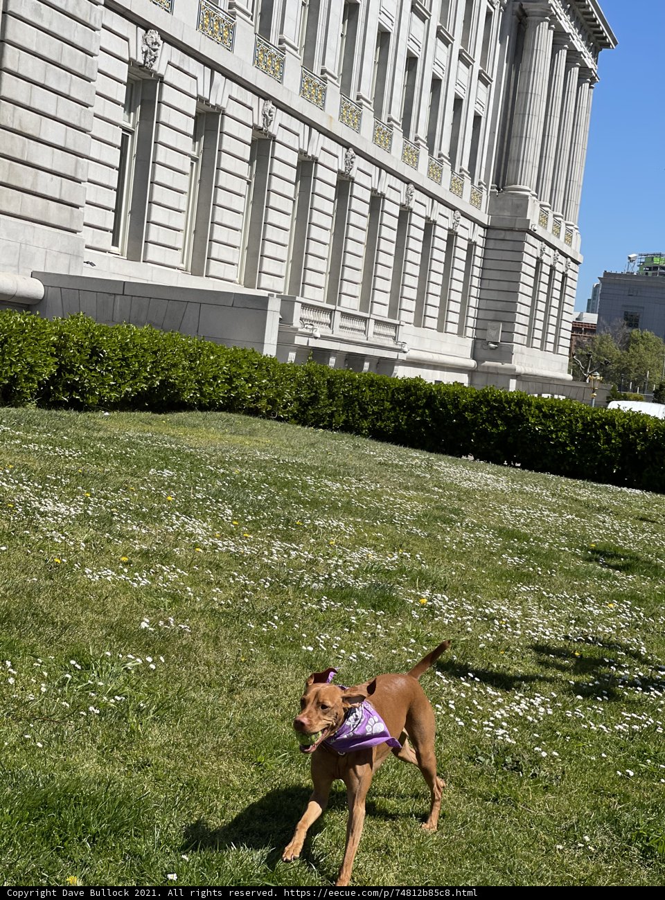 Running Free in the City