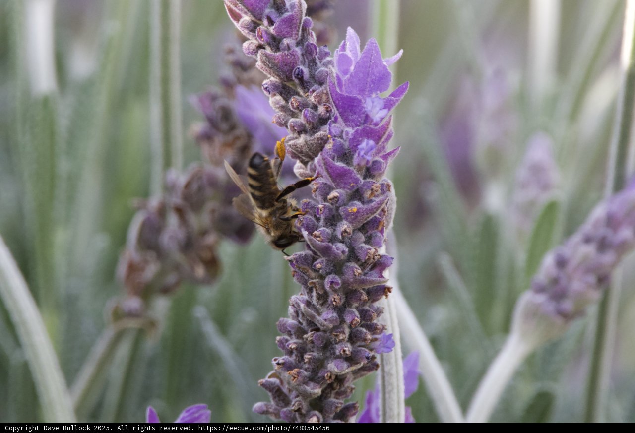 Nectar Gathering in Purple Hues