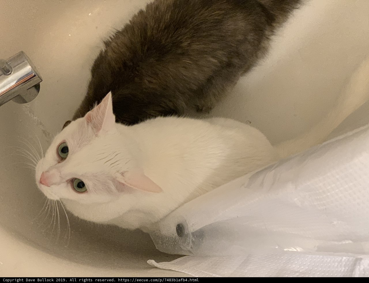 Cleanliness is next to Catliness