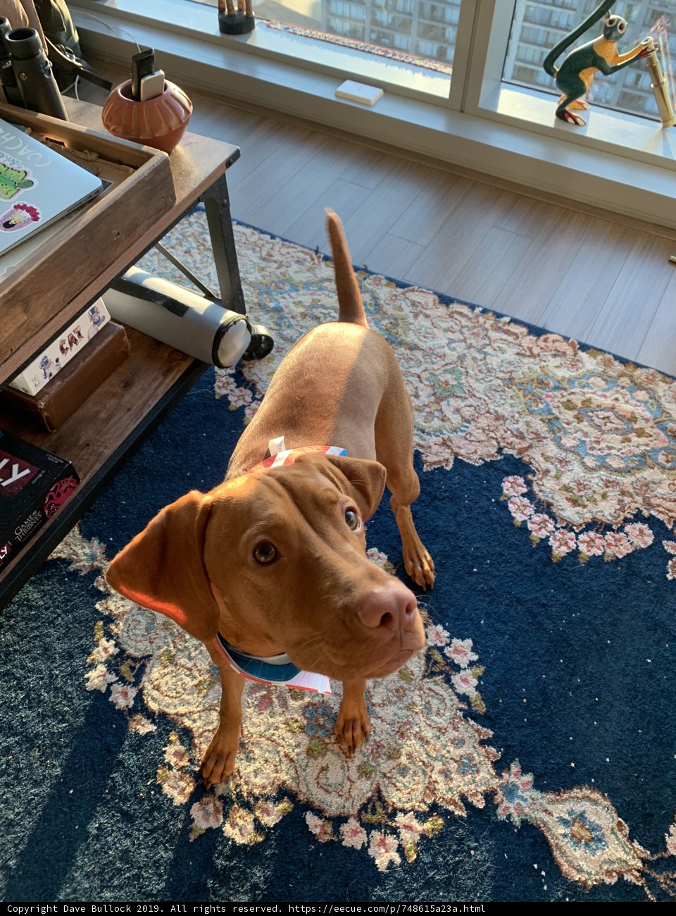 Furry Friend in the Living Room
