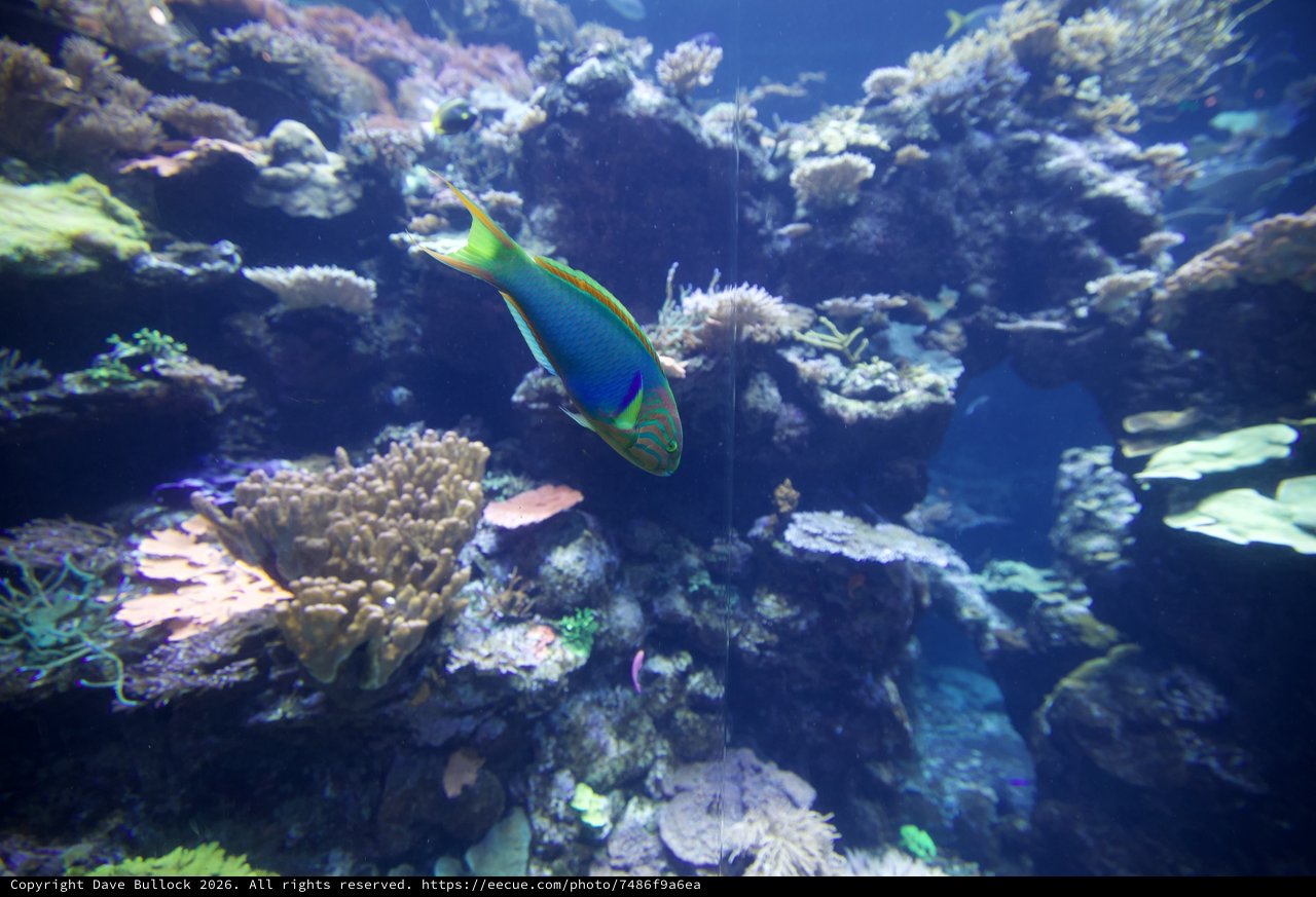 Vibrant Parrotfish Swimming Through Coral Reef Ecosystem