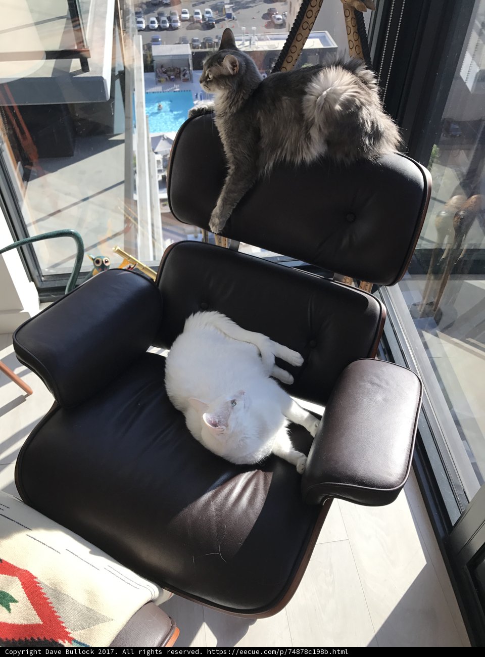 Feline Friends in a Leather Chair