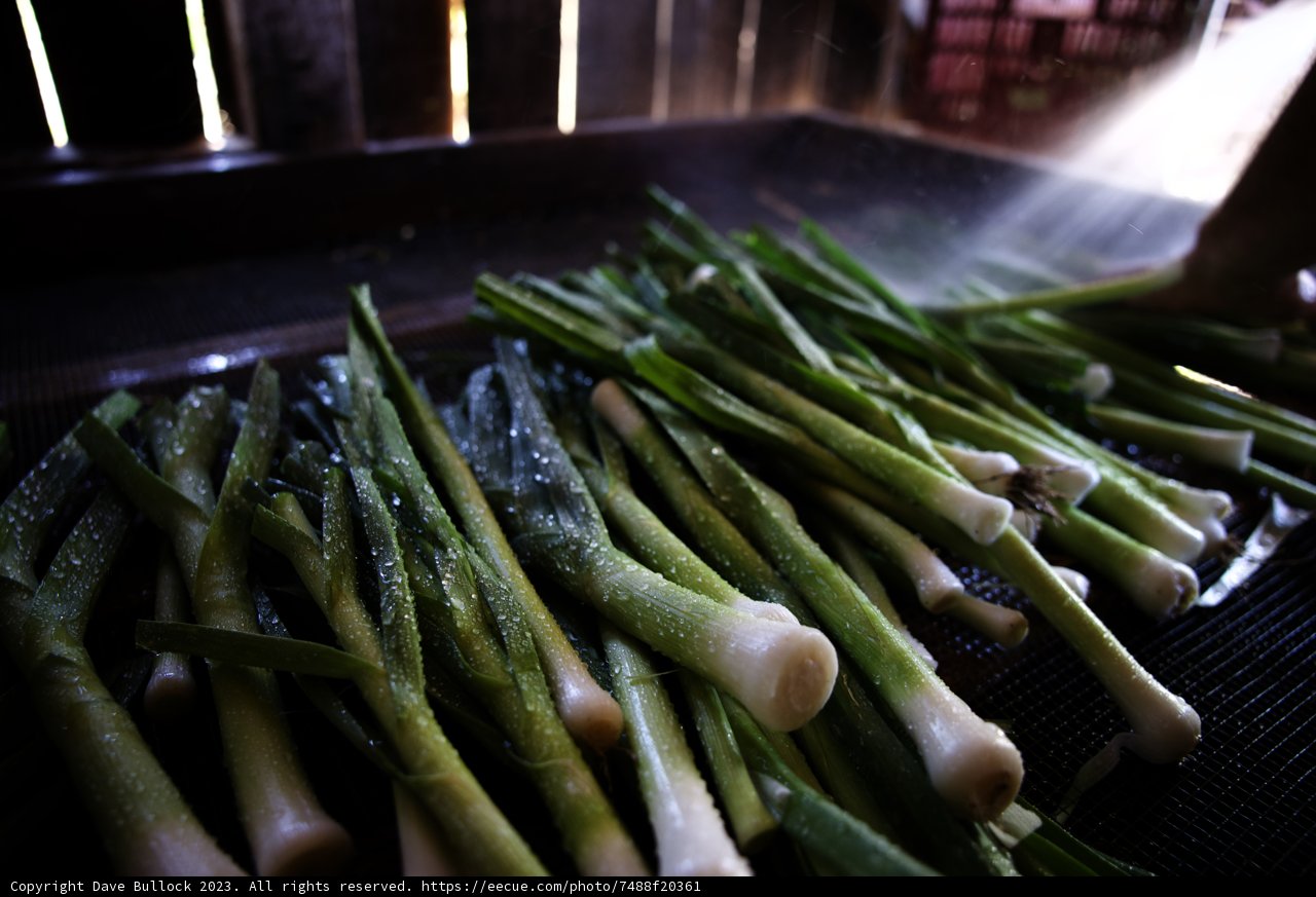 Freshly Harvested Green Onions
