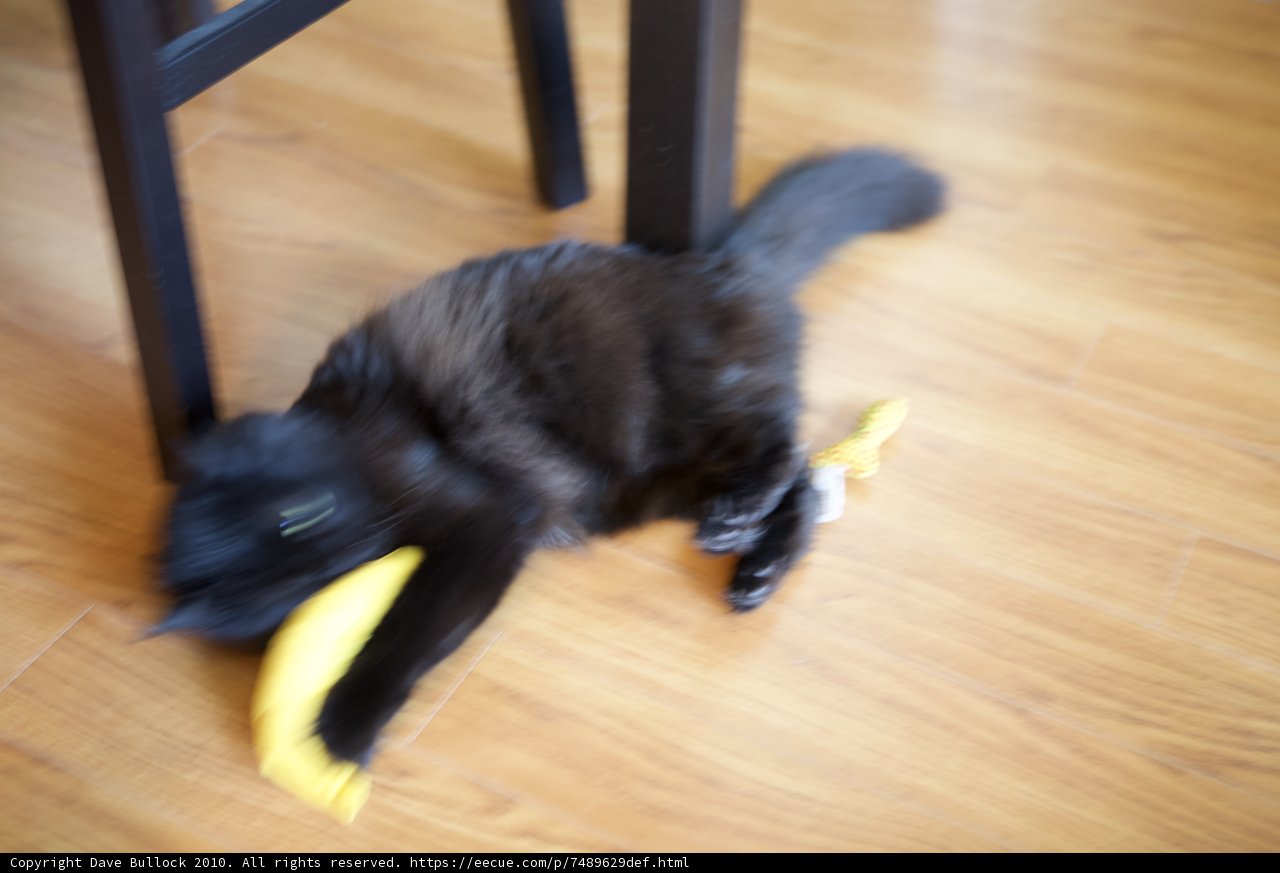 Feline Fun with Fruity Treats