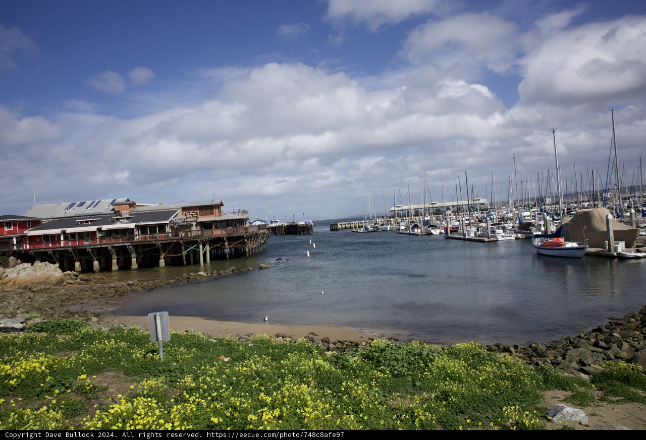 Harbor Daydreams in Monterey, 2024