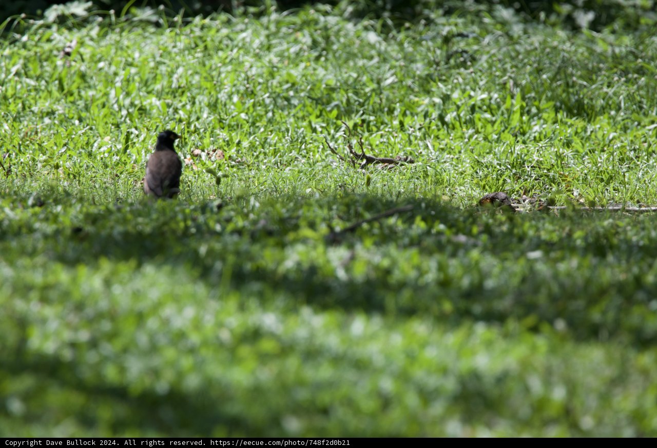 Tranquil Moments at Honolulu Zoo