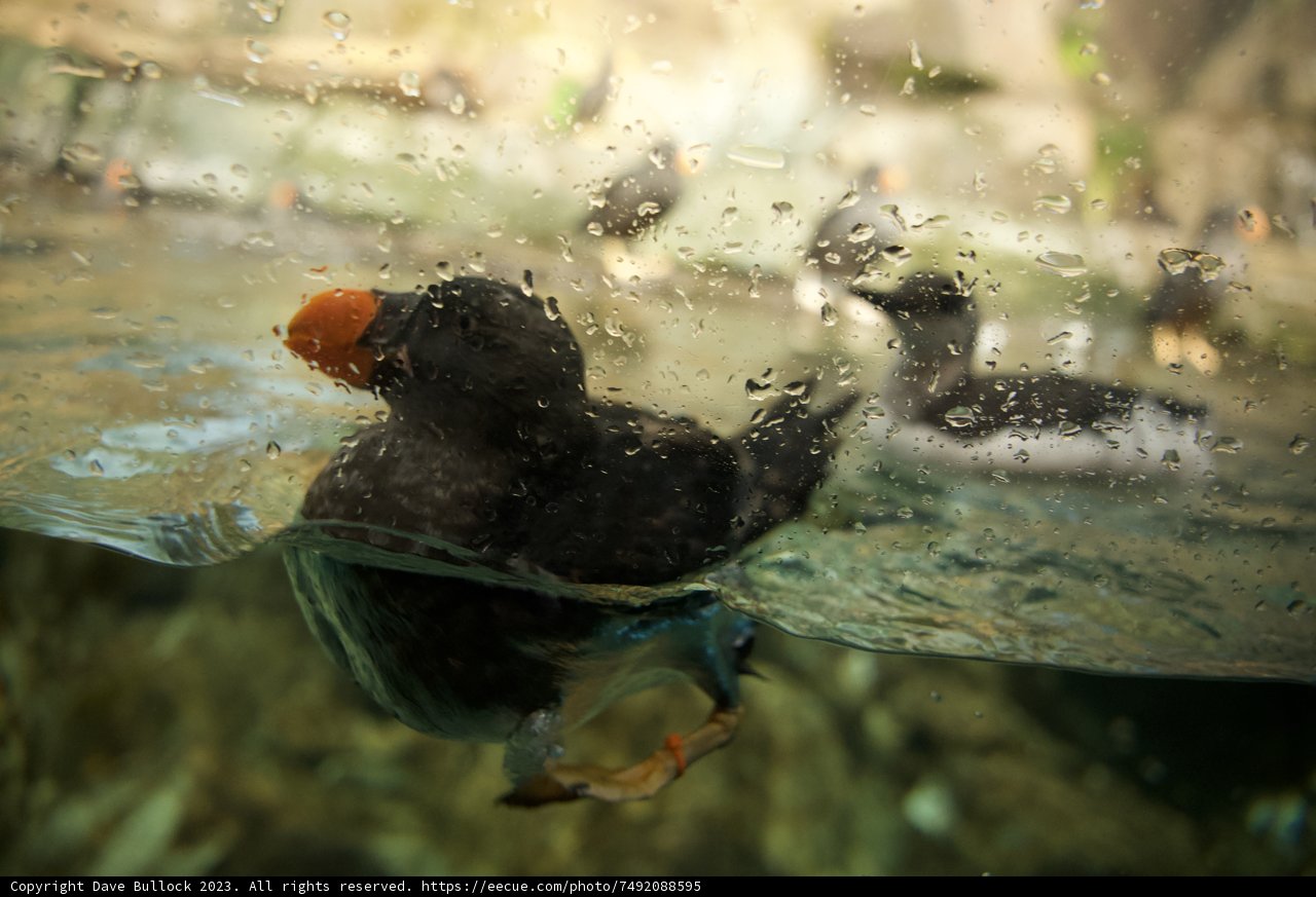 Afternoon Delight: Puffin Swim, Monterey Bay Aquarium