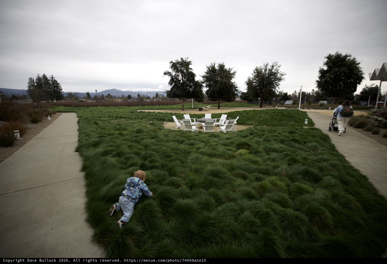 Child Running Through Ornamental Grass at Park