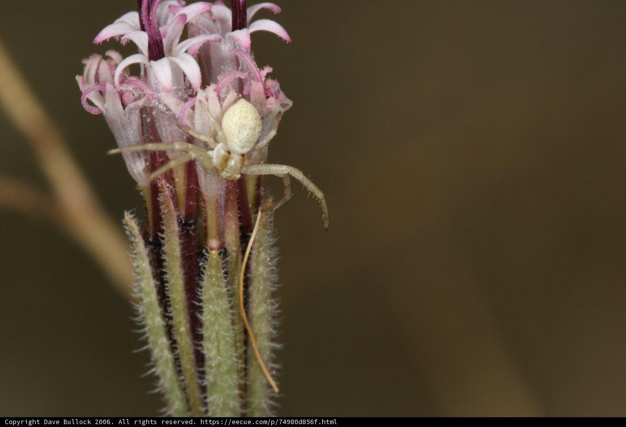 Garden Spider on Wild Flower
