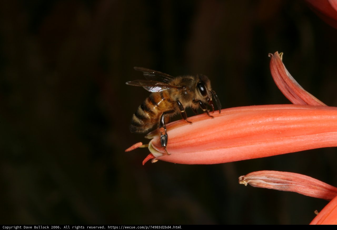 Buzzing on a Flower
