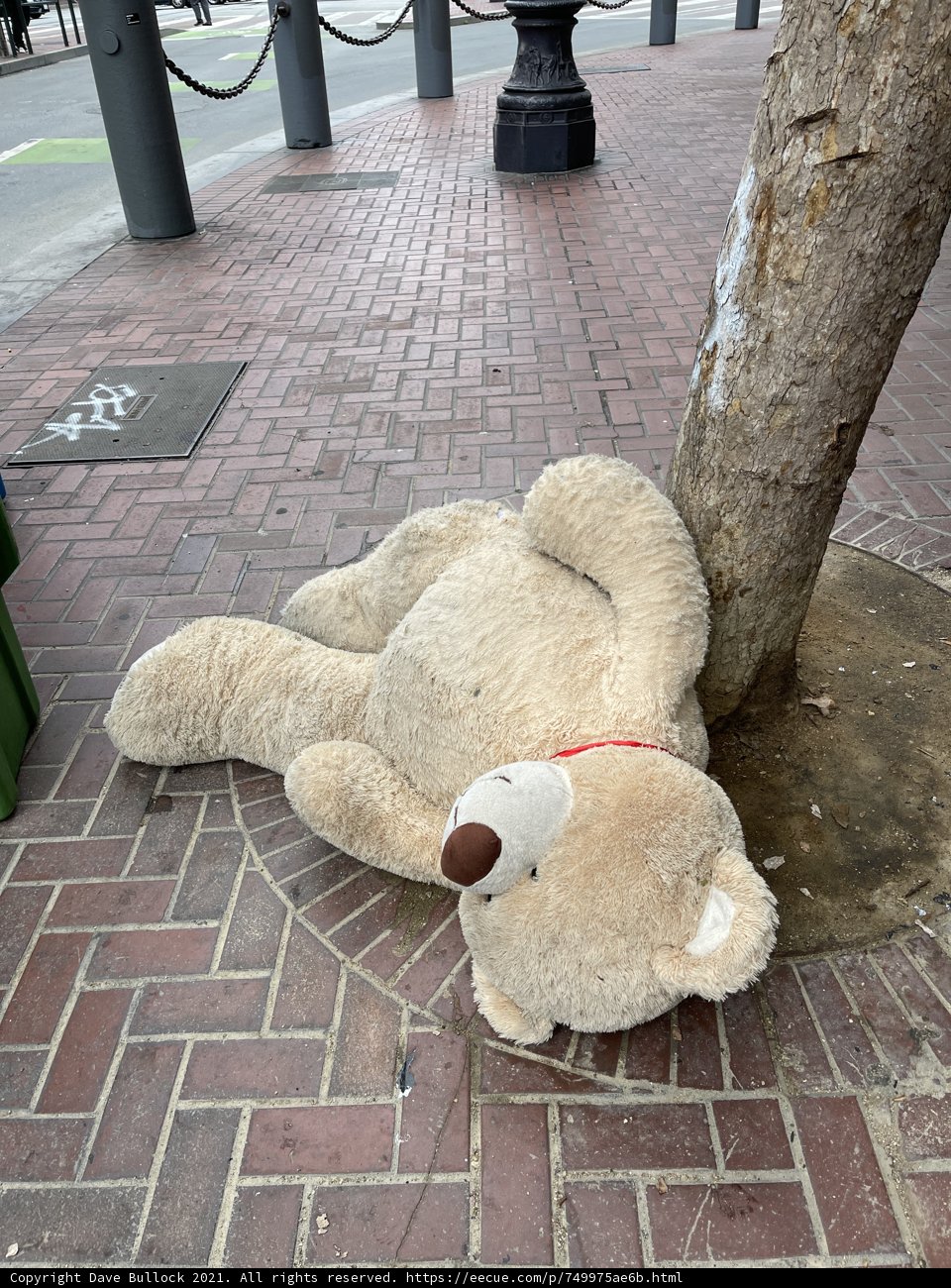 Abandoned Bear