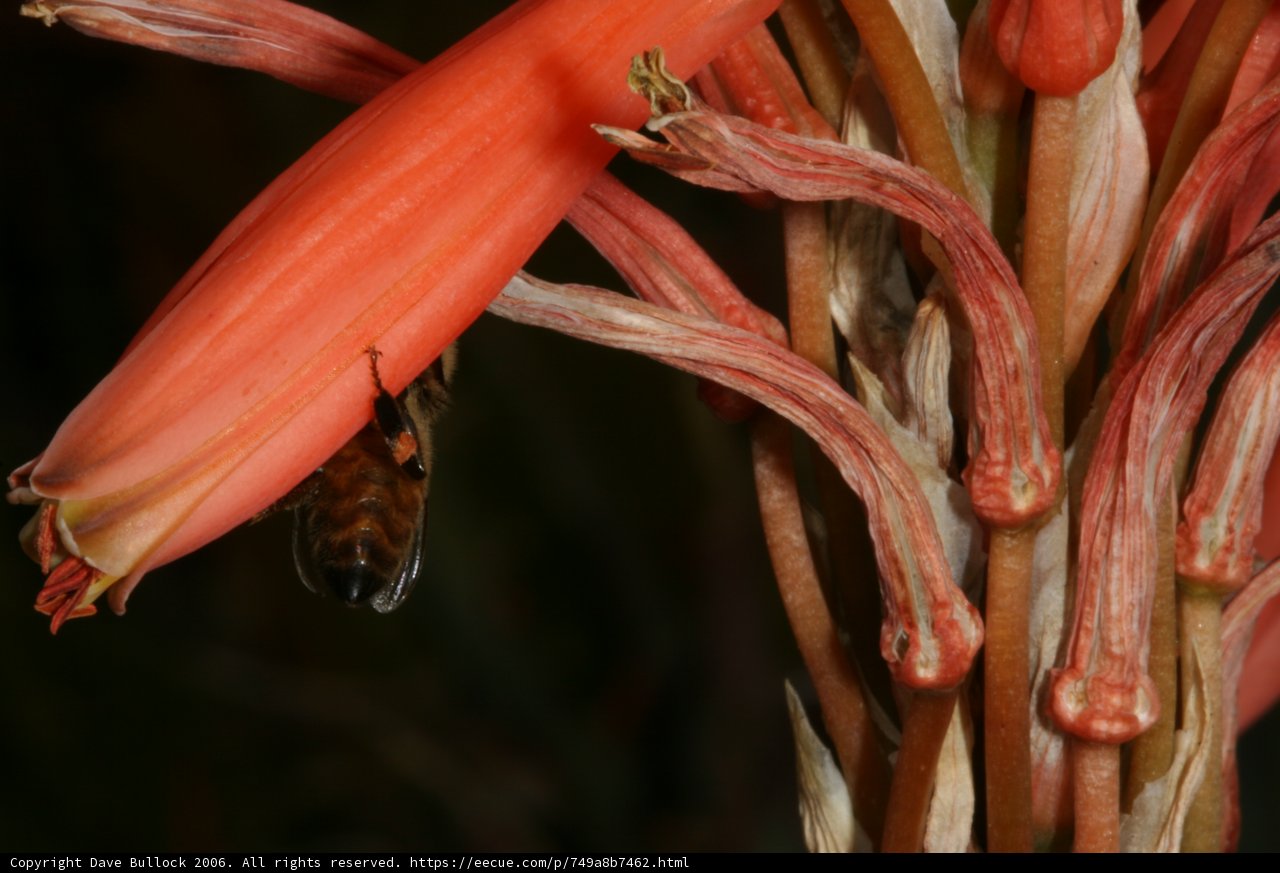 Buzzing on Rhubarb Flowers