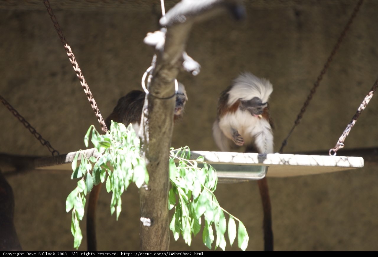 Playful Monkeys on a Tree Branch