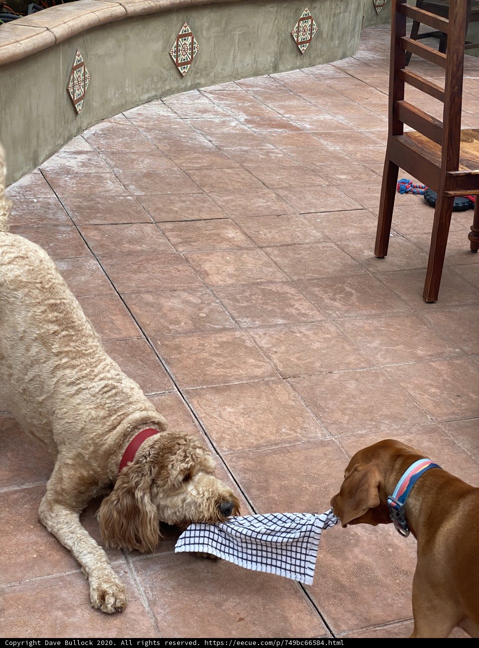 Playful Pup with a Piece of Cloth