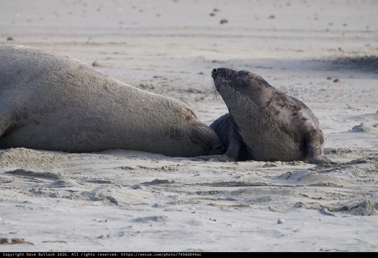 Elephant Seal Pup with Adult on Sandy Beach