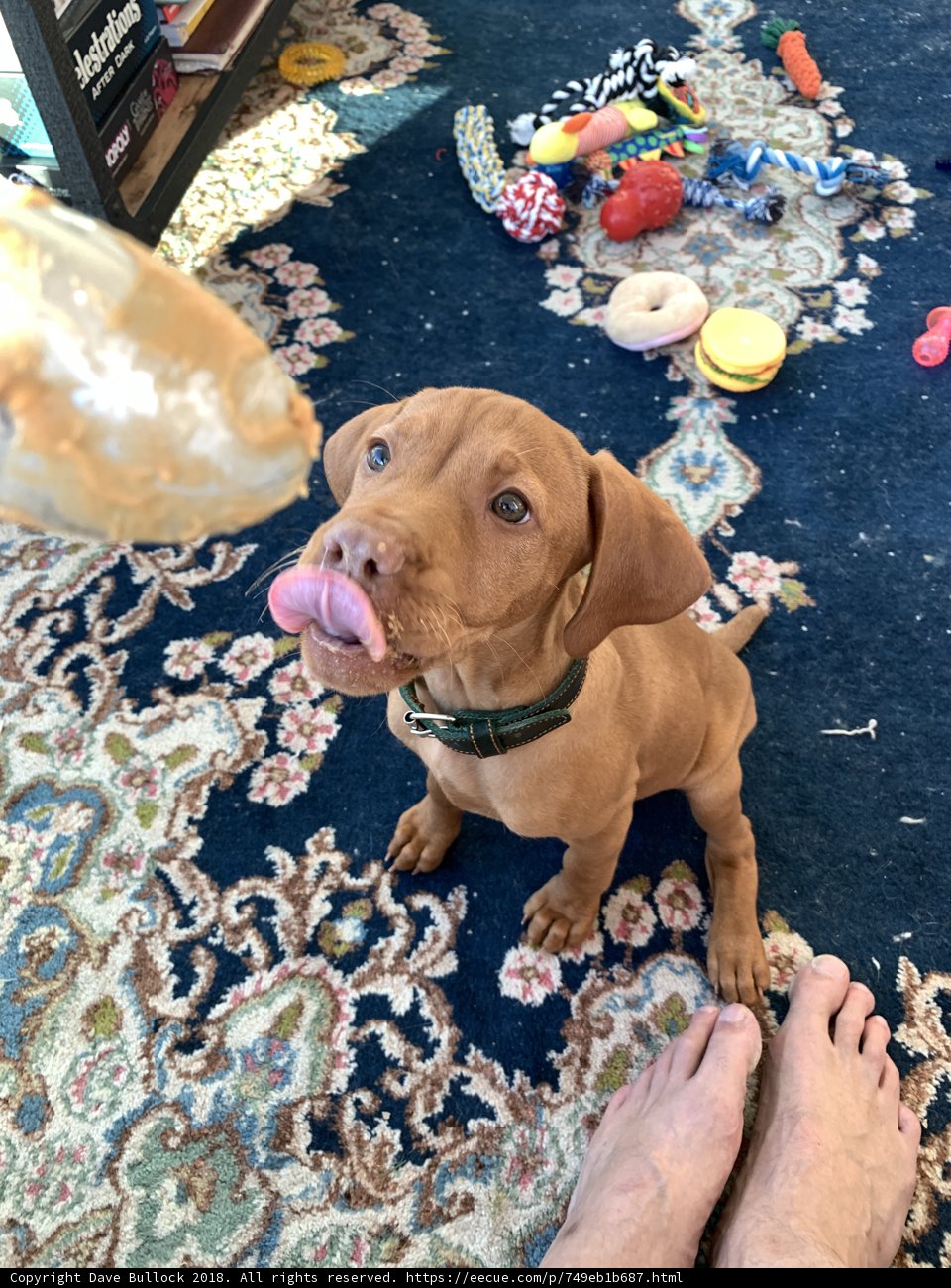 Happy Vizsla Puppy