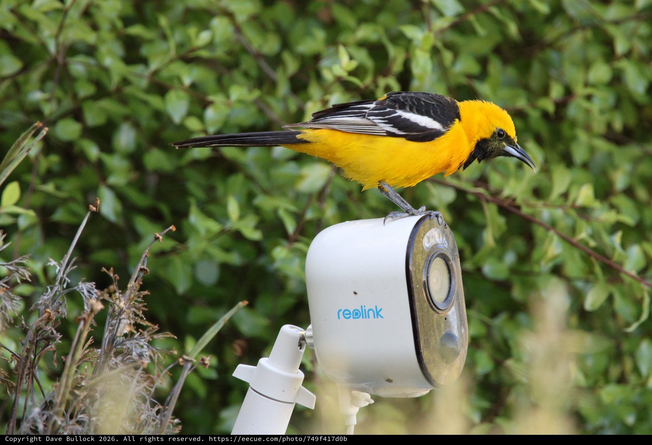 Hooded Oriole Perched on Security Camera