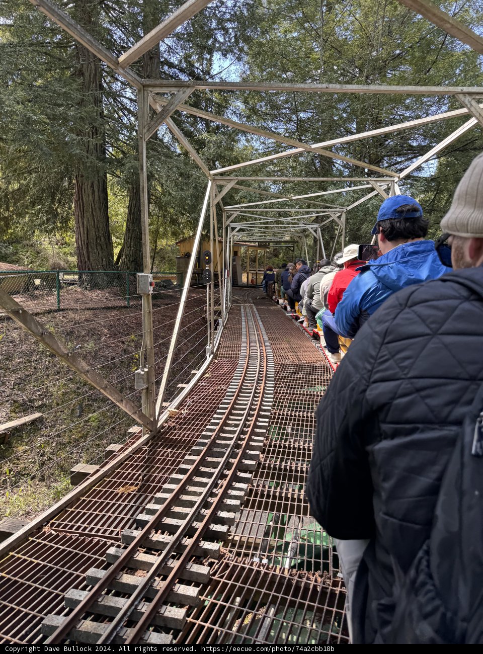 Journey Through the Trees