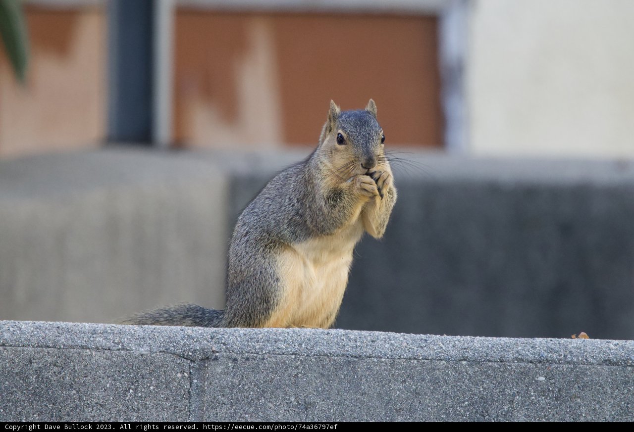 Serene Sereno Squirrel