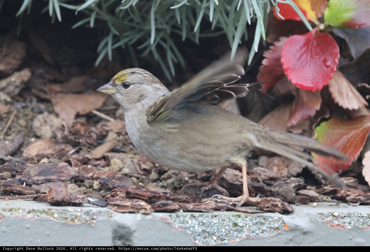 Golden-crowned Sparrow Foraging Among Autumn Leaves