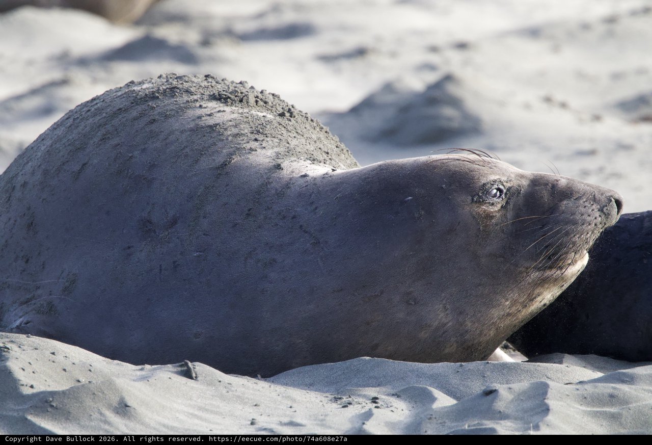 Elephant Seal Resting on Sandy Beach at Drakes Beach