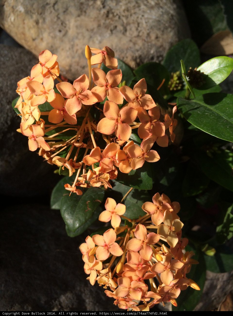 Orange Geraniums on a Rock