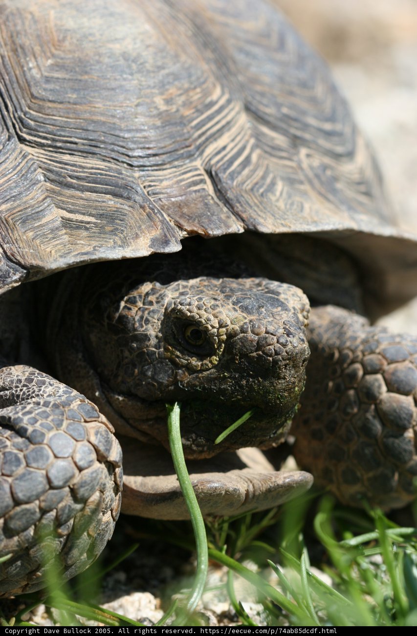 Grass-Fed Turtle