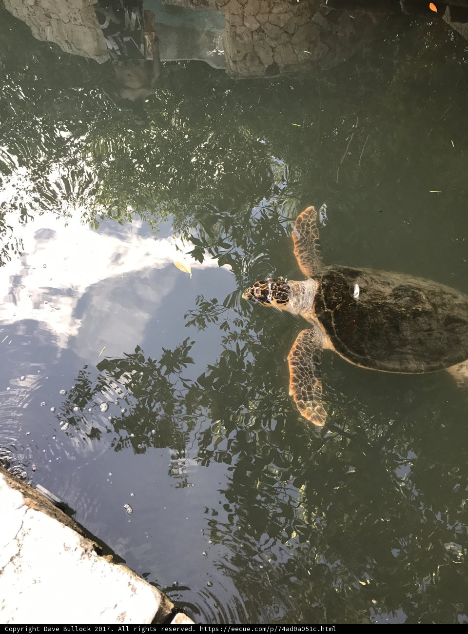 Turtle in Cancún