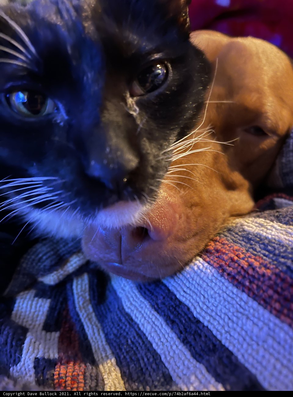 Furry Companions