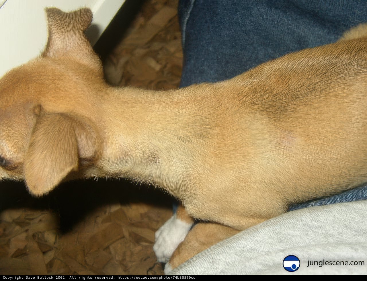 Sleepy Chihuahua