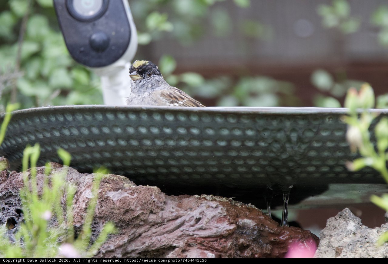 Golden-Crowned Sparrow Perched at Garden Birdbath