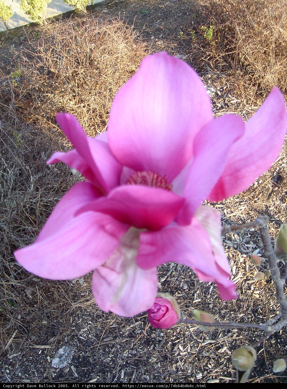 Pink Perfection in a Wild Field