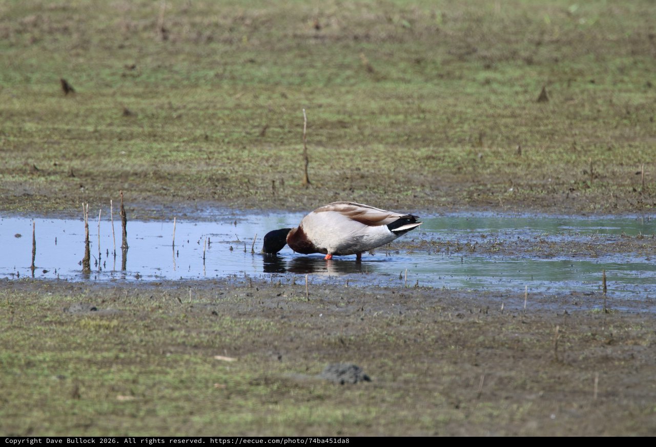 Common Shelduck Foraging in Shallow Wetland Waters