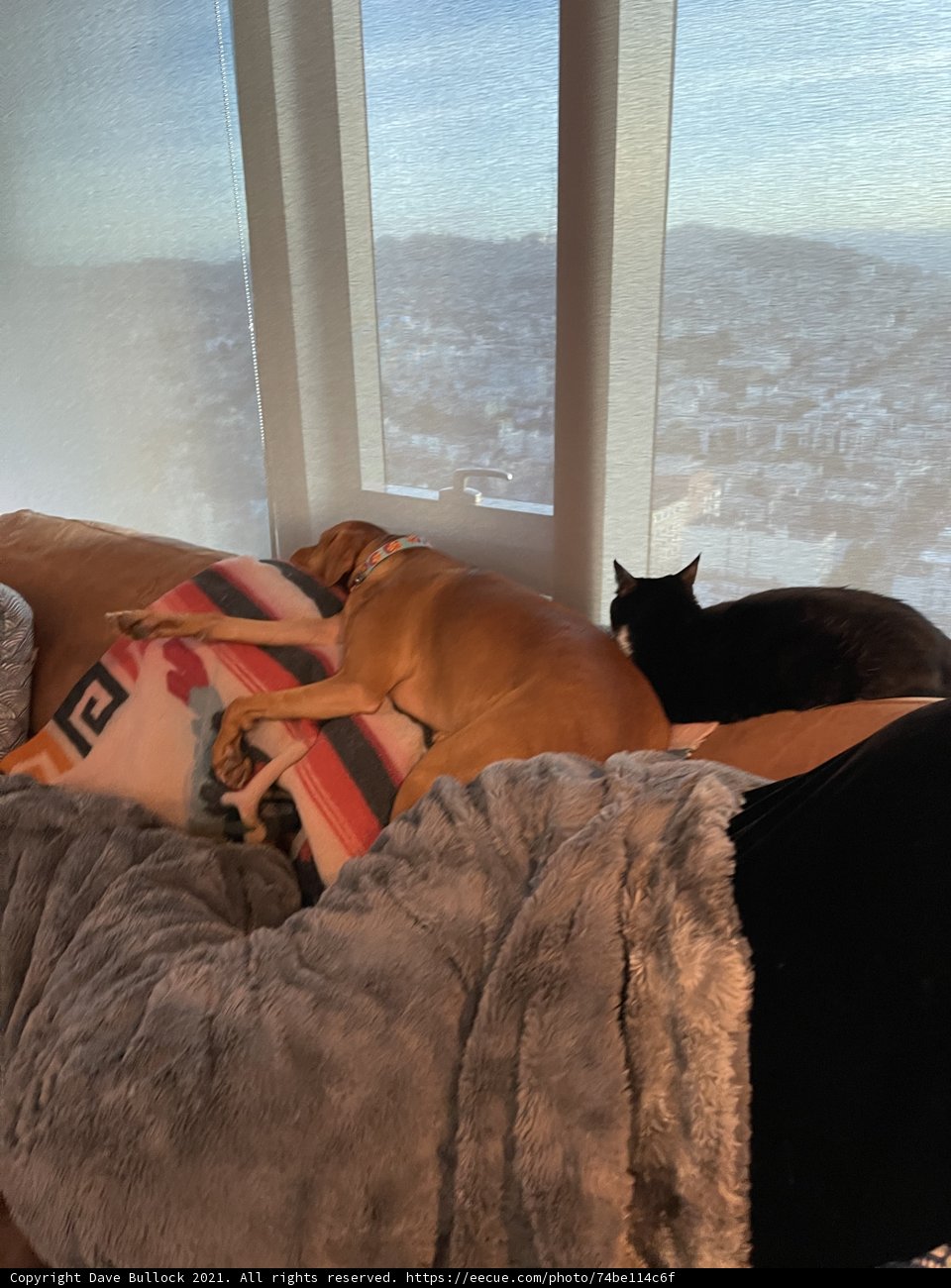 Companionship on a Cozy Afternoon