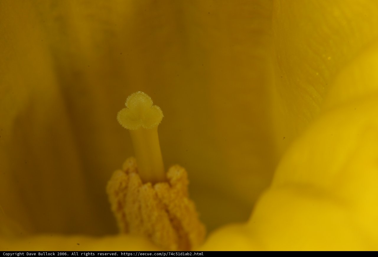 Pollen in a Yellow Flower