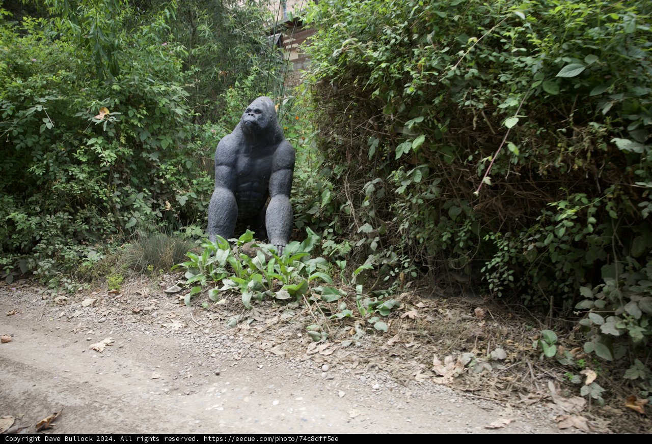 Jungle Sentinel