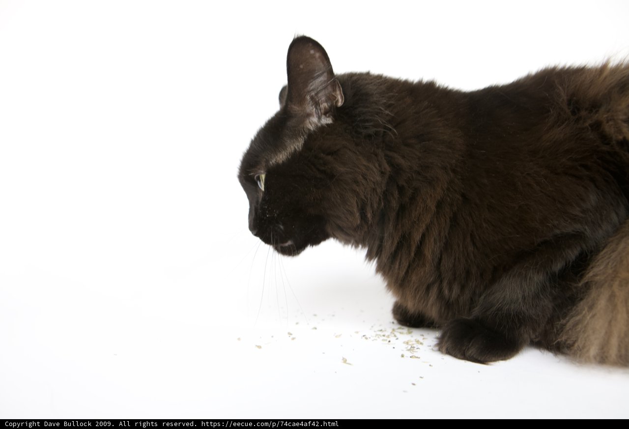 Pensive Panther
